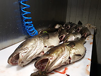 Norwegia, nasze złowione ryby, wyprawy na ryby fishingdreams